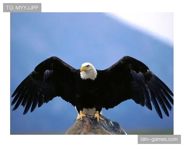 南伦敦老鹰展翅高飞，剑指欧战资格引期待